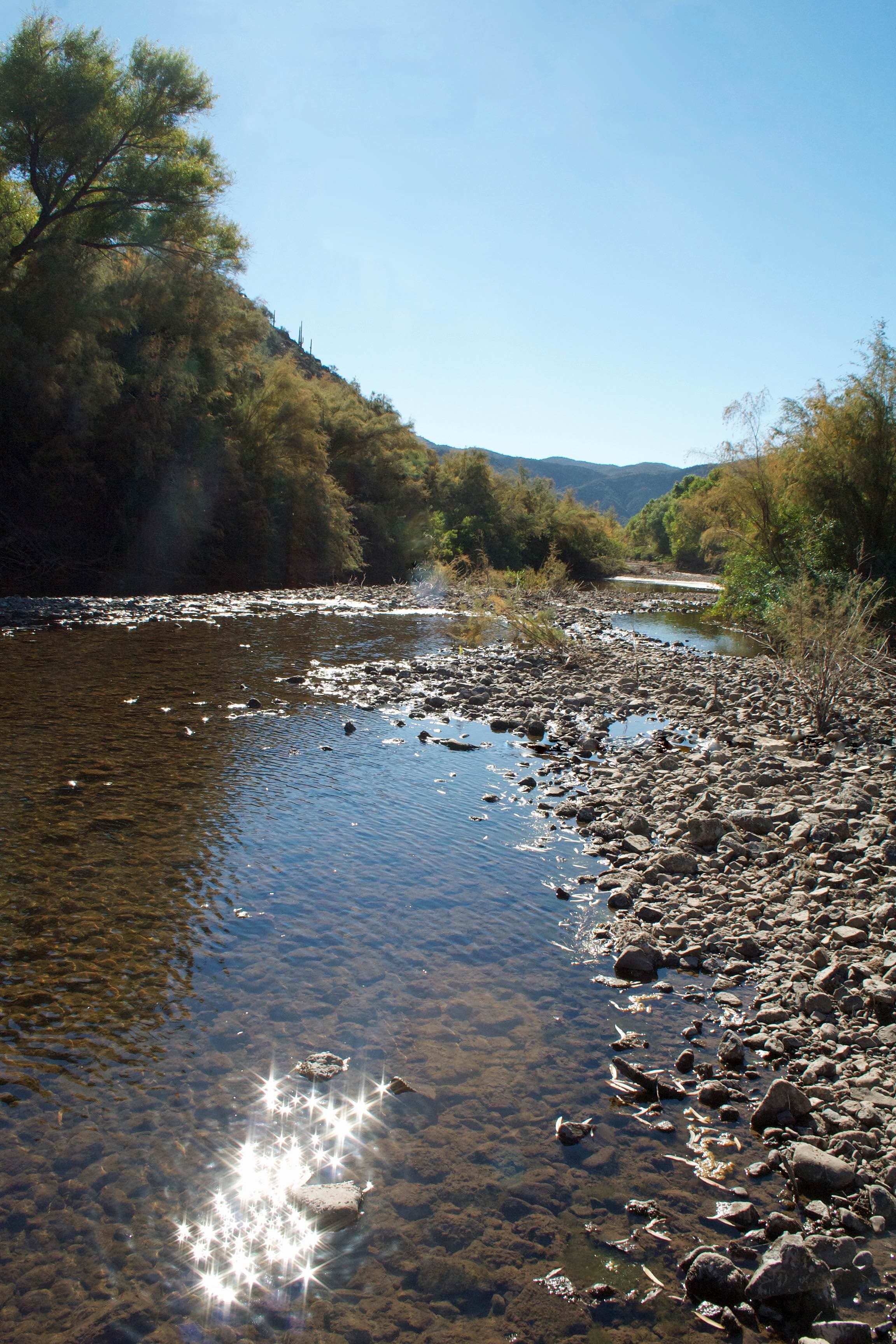 A close up of the gila river surrounded by large plants and rocks