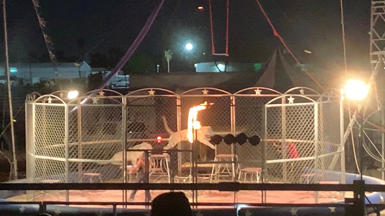 A white tiger jumping through a ring of fire in an enclosure.