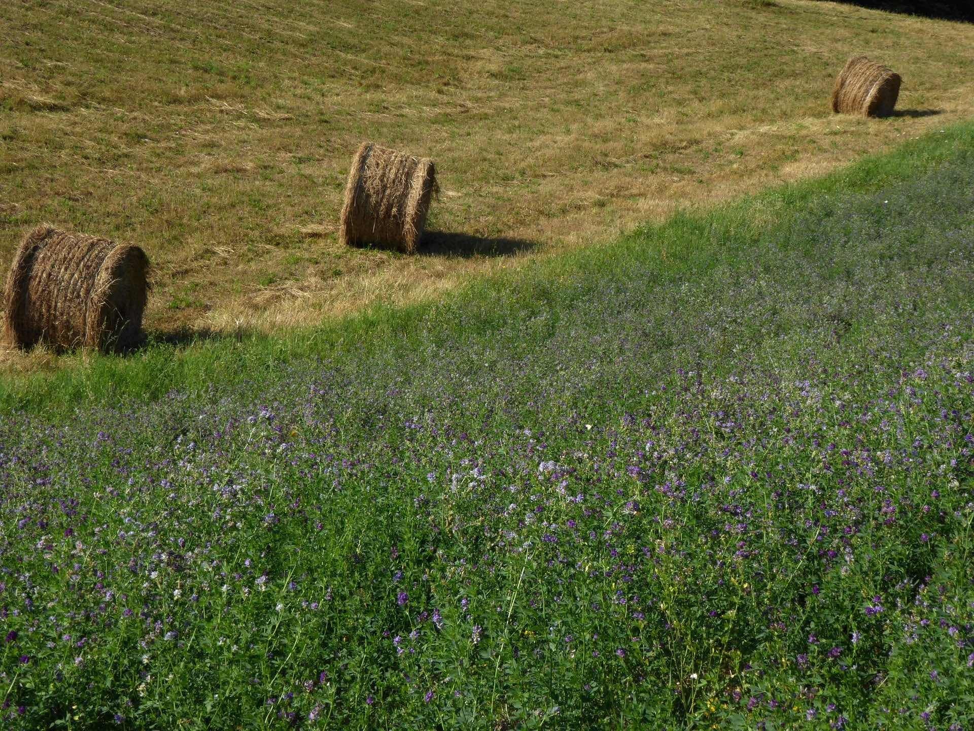 Alfalfa field, courtesy of Pagarau, Pixabay.com Hay is rolled next to a field of green with Lavender