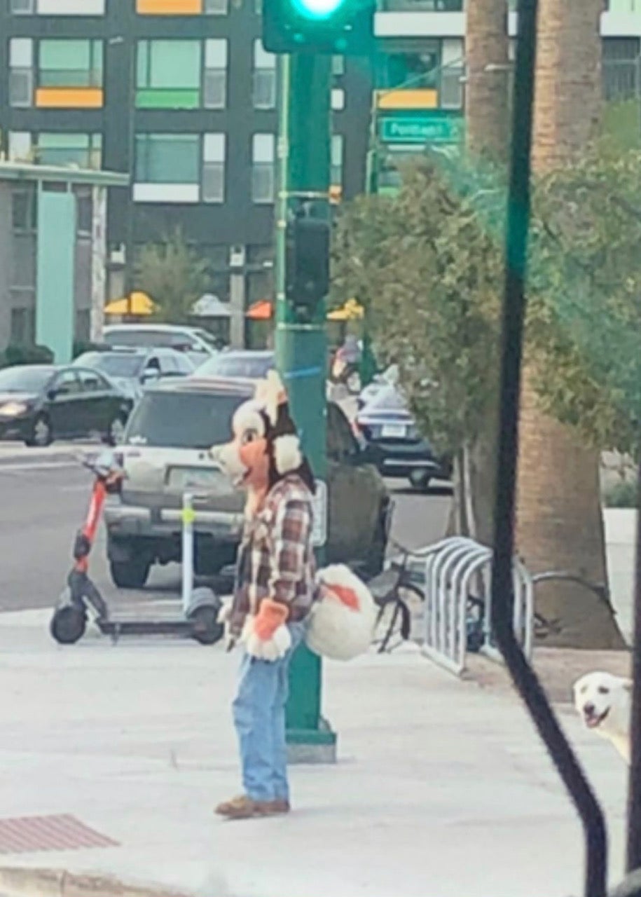 A person is suited in an orange, black, and white anthropomorphic doglike costume in Downtown Phoenix, Arizona