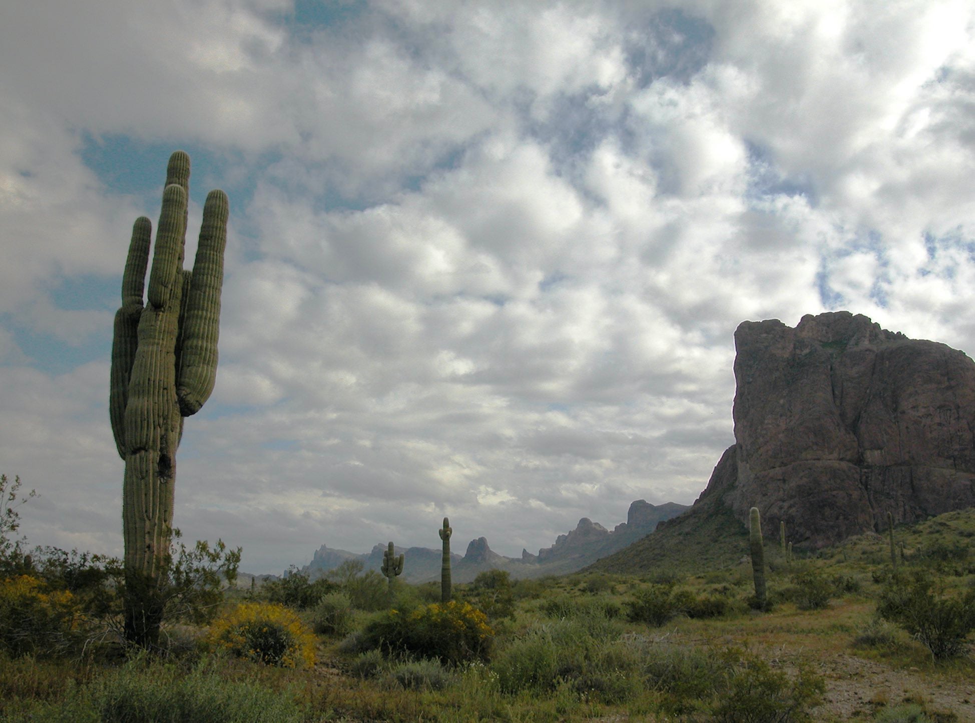 Cacti stand near a small mountain on an overcast day