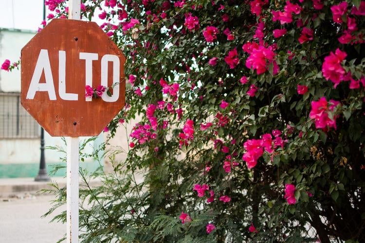 Bougainvillea bush beside a red stop sign in Spanish "Alto" it says and looks painted by hand.