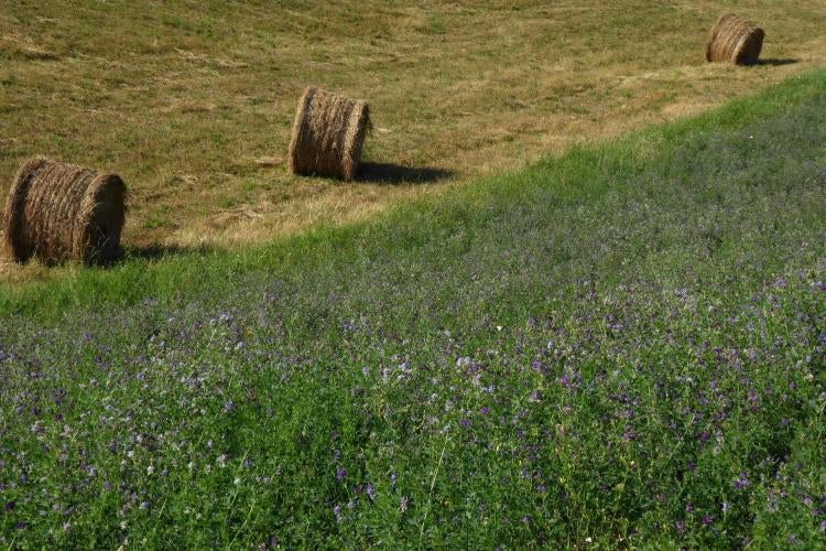 Alfalfa field, courtesy of Pagarau, Pixabay.com Hay is rolled next to a field of green with Lavender