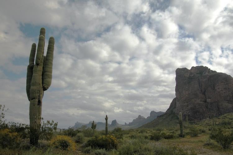 Cacti stand near a small mountain on an overcast day