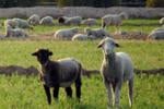 Betty's Baa-a-ad Day