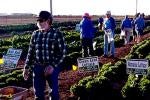 Vegetable capital of the world