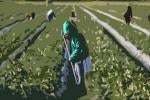 Visiting laborers sacrifice their own comfort for the benefit of their families in Mexico